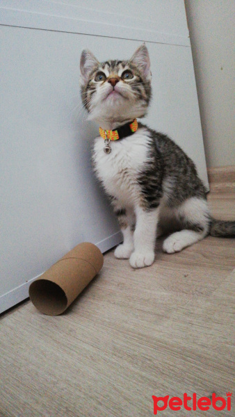 Tekir Kedi, Kedi  Çakılovski Kakaoviç fotoğrafı