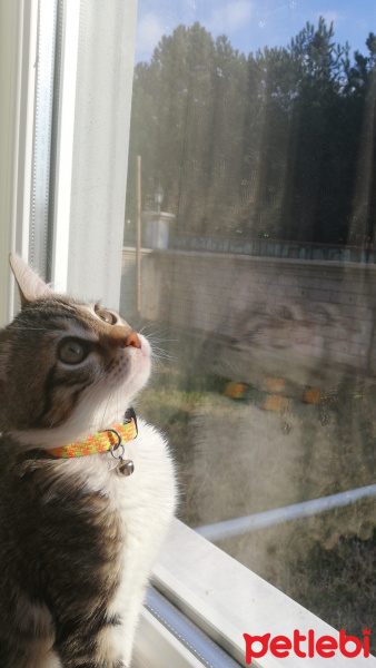 Tekir Kedi, Kedi  Çakılovski Kakaoviç fotoğrafı