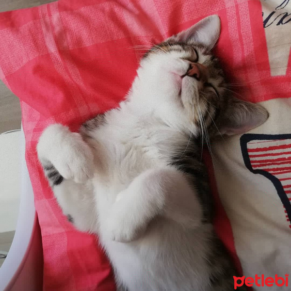 Tekir Kedi, Kedi  Çakılovski Kakaoviç fotoğrafı