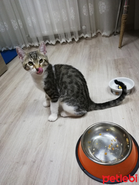 Tekir Kedi, Kedi  Çakılovski Kakaoviç fotoğrafı