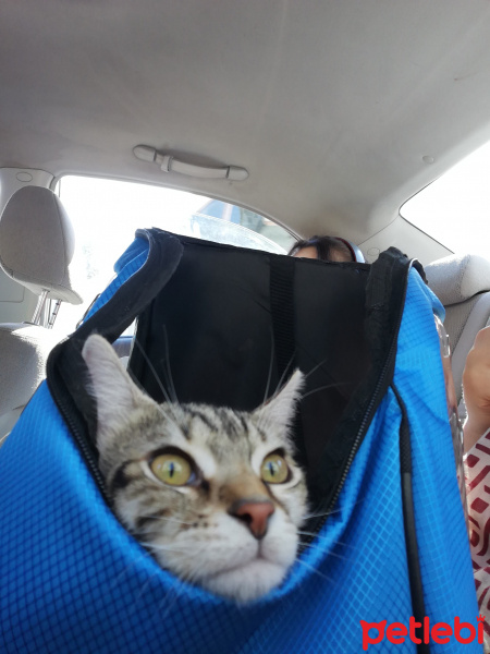 Tekir Kedi, Kedi  Çakılovski Kakaoviç fotoğrafı