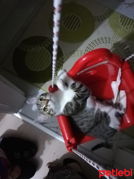 Tekir Kedi, Kedi  Çakılovski Kakaoviç fotoğrafı