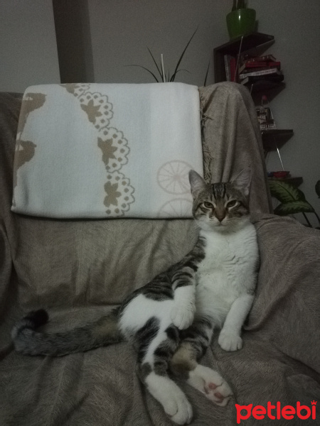 Tekir Kedi, Kedi  Çakılovski Kakaoviç fotoğrafı