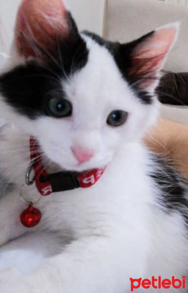 Tuxedo (Smokin) Kedi, Kedi  Sütlaç fotoğrafı