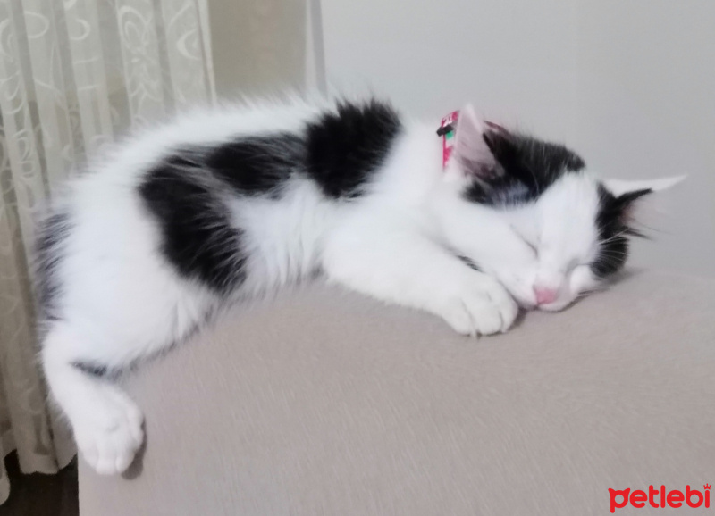 Tuxedo (Smokin) Kedi, Kedi  Sütlaç fotoğrafı