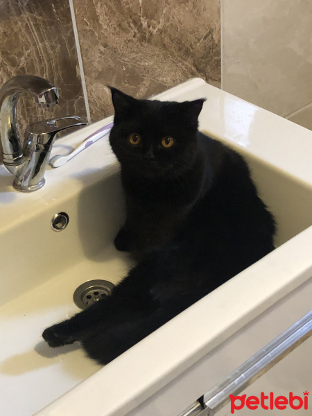 British Shorthair, Kedi  Çikolata fotoğrafı