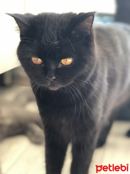 British Shorthair, Kedi  Çikolata fotoğrafı
