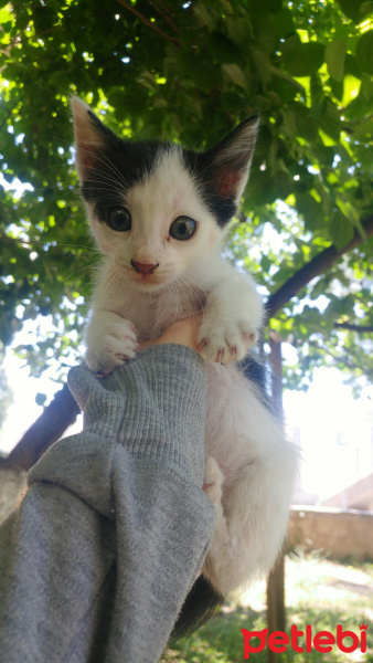 Tekir Kedi, Kedi  Adı yok fotoğrafı
