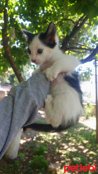 Tekir Kedi, Kedi  Adı yok fotoğrafı