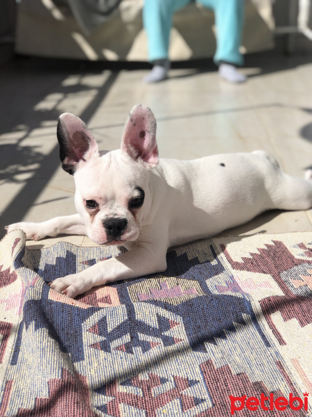 Fransız Bulldog, Köpek  Buffy fotoğrafı