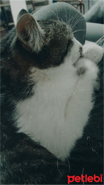 Tekir Kedi, Kedi  Çiko fotoğrafı