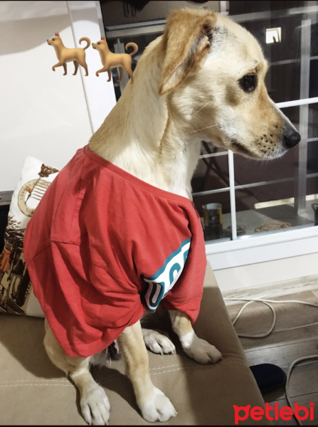 Golden Retriever, Köpek  Perla fotoğrafı