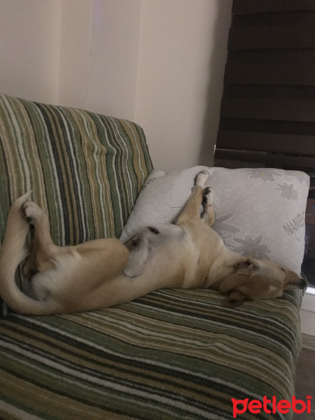 Golden Retriever, Köpek  Perla fotoğrafı