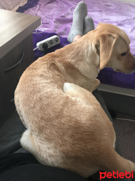 Golden Retriever, Köpek  Perla fotoğrafı