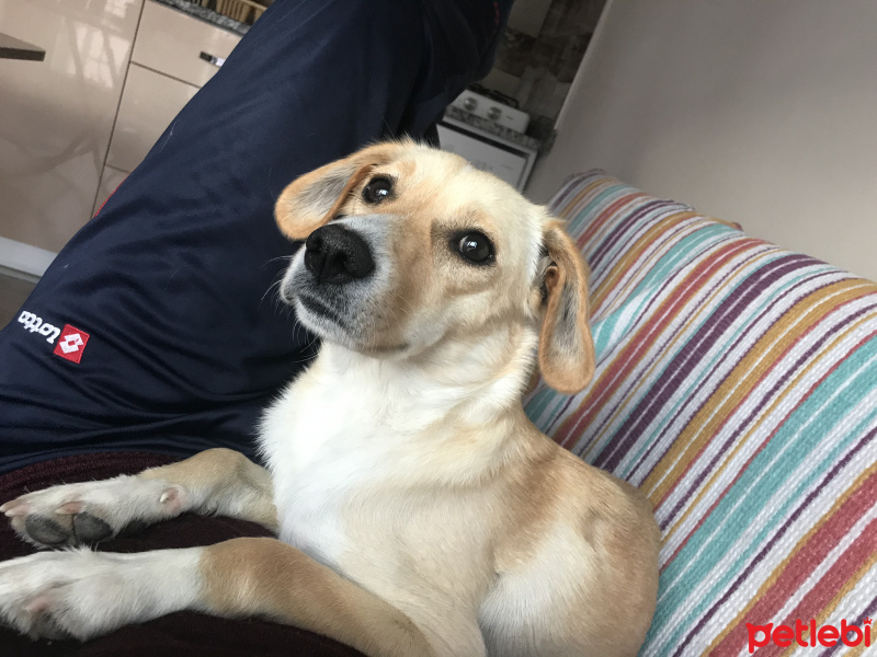 Golden Retriever, Köpek  Perla fotoğrafı