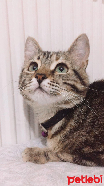 Tekir Kedi, Kedi  Luna fotoğrafı