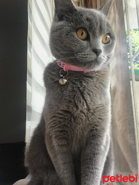 British Shorthair, Kedi  Mia fotoğrafı