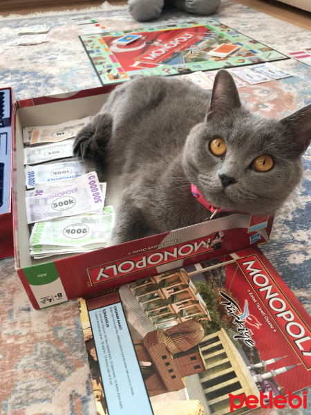 British Shorthair, Kedi  Mia fotoğrafı