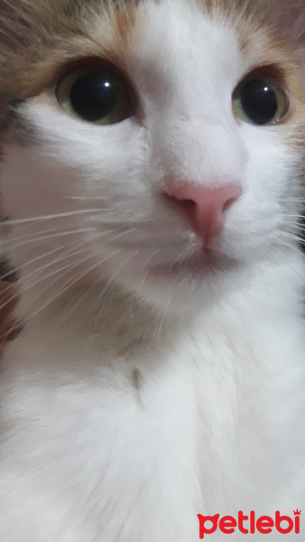 Tekir Kedi, Kedi  Puf fotoğrafı