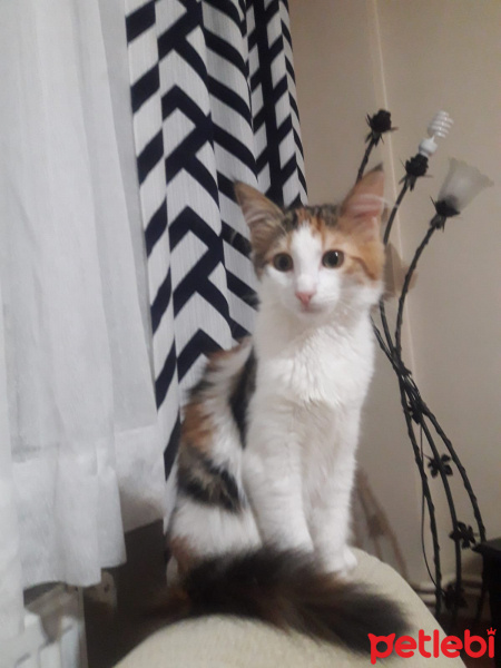 Tekir Kedi, Kedi  Puf fotoğrafı