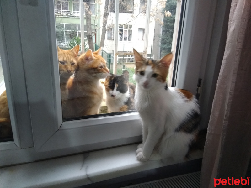 Tekir Kedi, Kedi  Puf fotoğrafı