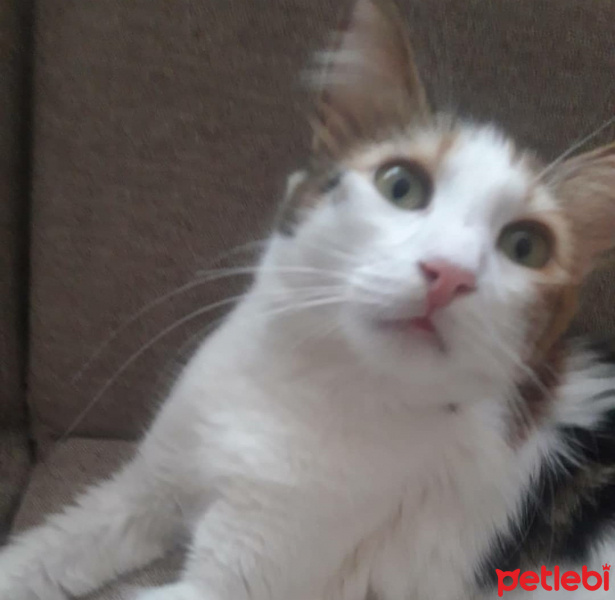 Tekir Kedi, Kedi  Puf fotoğrafı