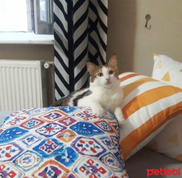 Tekir Kedi, Kedi  Puf fotoğrafı