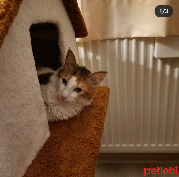 Tekir Kedi, Kedi  Puf fotoğrafı