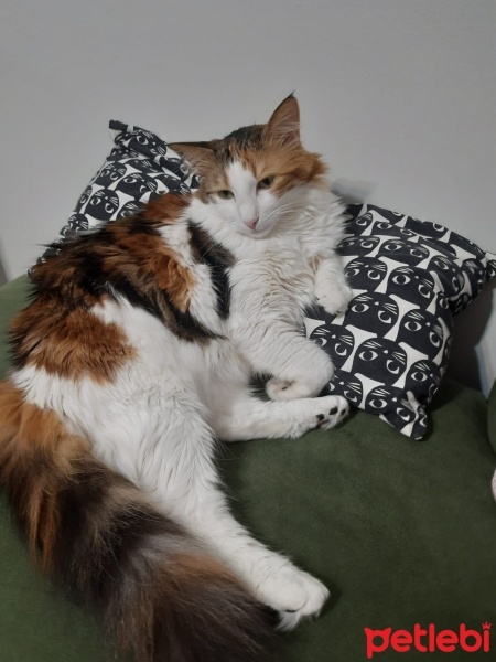 Tekir Kedi, Kedi  Puf fotoğrafı