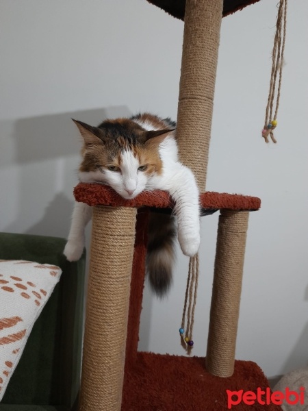 Tekir Kedi, Kedi  Puf fotoğrafı