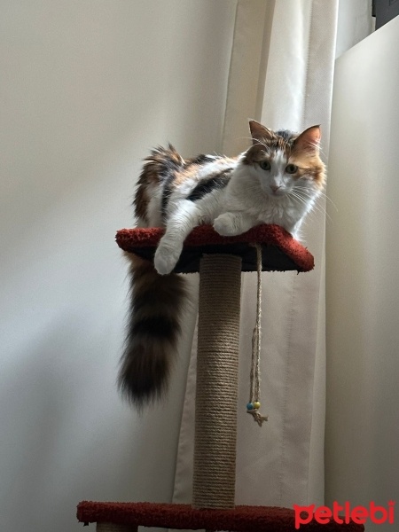 Tekir Kedi, Kedi  Puf fotoğrafı