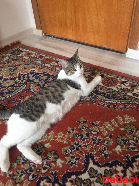 Tekir Kedi, Kedi  Çiko fotoğrafı