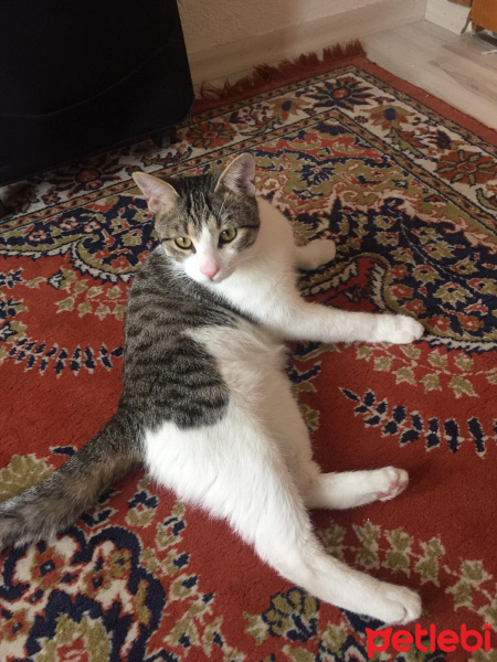 Tekir Kedi, Kedi  Çiko fotoğrafı
