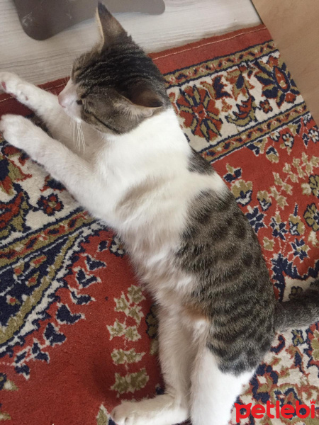 Tekir Kedi, Kedi  Çiko fotoğrafı