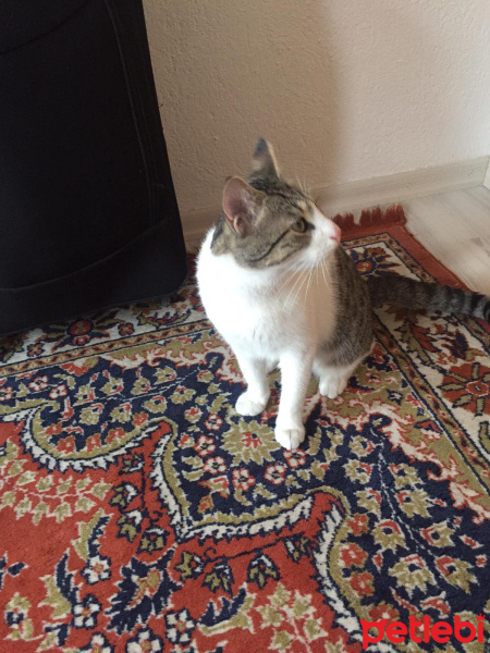 Tekir Kedi, Kedi  Çiko fotoğrafı