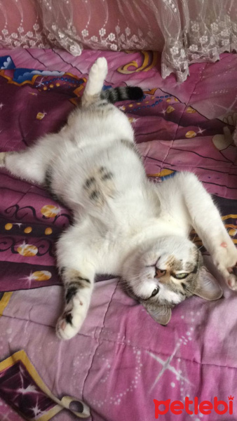 Tekir Kedi, Kedi  Lulu fotoğrafı