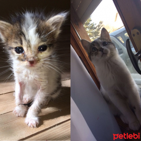 Tekir Kedi, Kedi  Lulu fotoğrafı