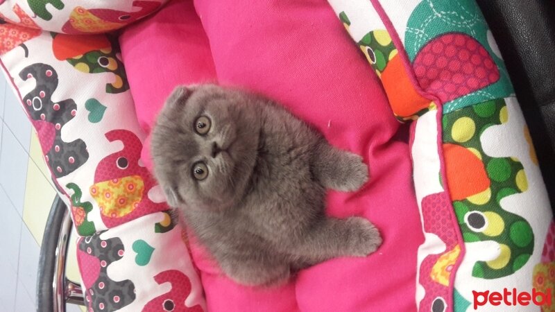 Scottish Fold, Kedi  scotish fold fotoğrafı