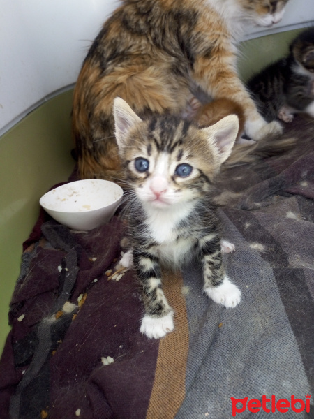 Tekir Kedi, Kedi  Boldy fotoğrafı