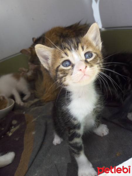 Tekir Kedi, Kedi  Boldy fotoğrafı