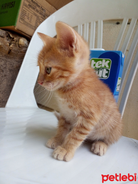 Tekir Kedi, Kedi  Boldy fotoğrafı