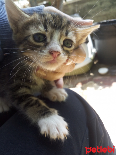 Tekir Kedi, Kedi  Boldy fotoğrafı