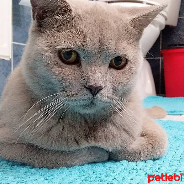 British Shorthair, Kedi  Çakıl fotoğrafı