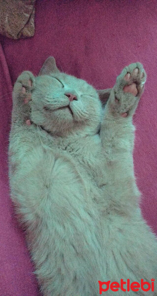 British Shorthair, Kedi  Çakıl fotoğrafı