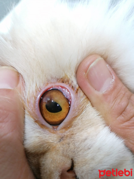 İran Kedisi (Persian), Kedi  Karamel fotoğrafı