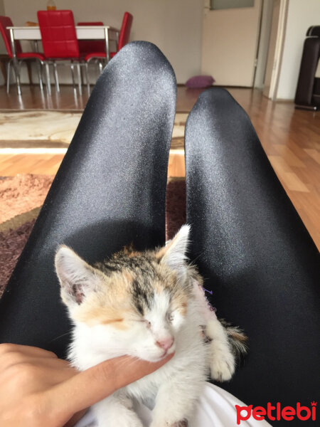 Tekir Kedi, Kedi  Bihter fotoğrafı