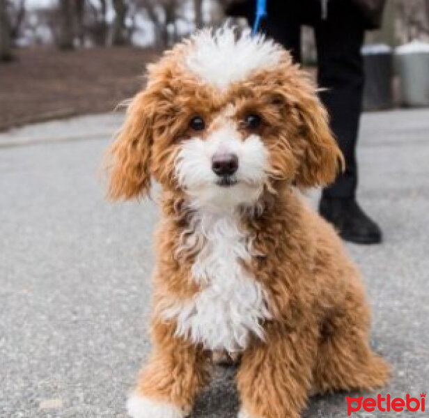 Poodle(Standart Kaniş), Köpek  şila fotoğrafı