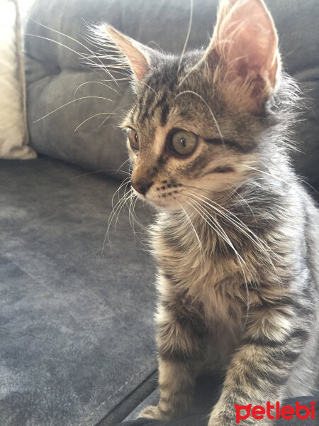 Norwegian Forest, Kedi  Kıtır fotoğrafı