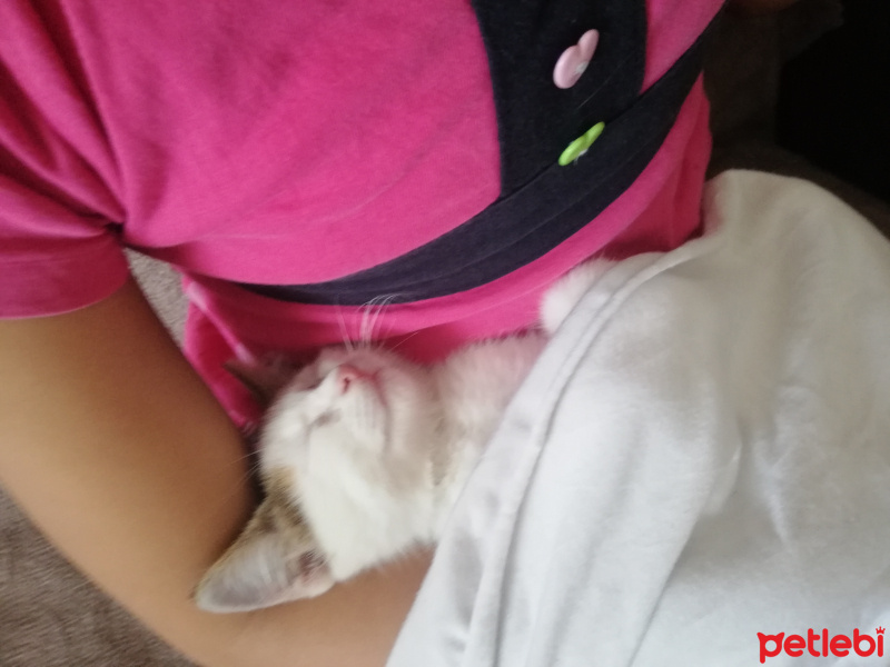 Tekir Kedi, Kedi  Köfte fotoğrafı