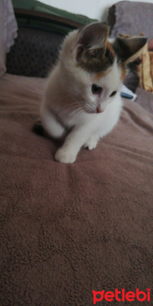 Tekir Kedi, Kedi  Köfte fotoğrafı